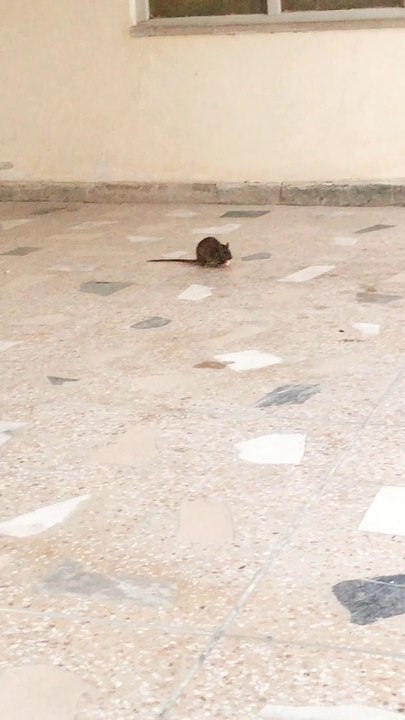 New Version of Tom & jerry