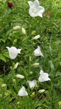 Love nature Beautiful Flowers view nature