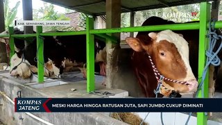 Meski Harga hingga Ratusan Juta, Sapi Jumbo Cukup Diminati