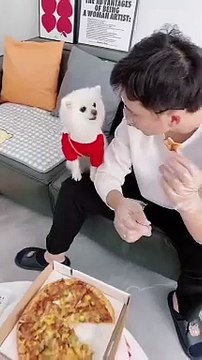 What a sweet and smart dog. The owner did not think to feed him. And the smart dog brought his plate to the owner. - Share some delicious food with me. I want it too! Какой милый и умный пёс