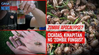 Zombie apocalypse? – Cicadas, kinapitan ng 'zombie fungus!' | GMA Integrated Newsfeed