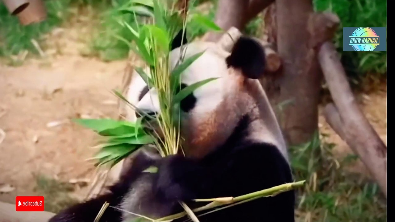 Panda's Carefree Day: Eating, Playing, and Relaxing Adorable Panda's Grass-Munching Adventure