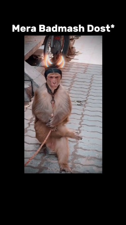 Monkey king 