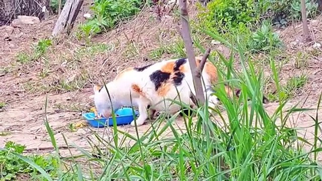 Cute Pregnant Cat eats food #catvideos #meowing