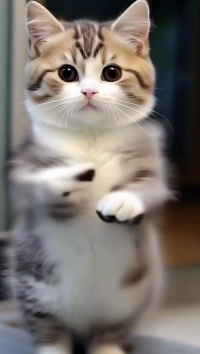 Funny cate