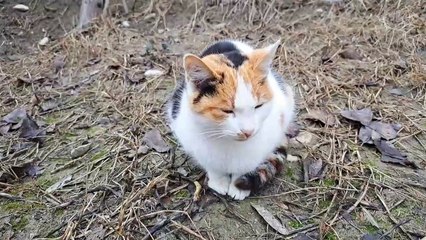 Shrin the stray cat is napping #streetcats #catvideos #cat