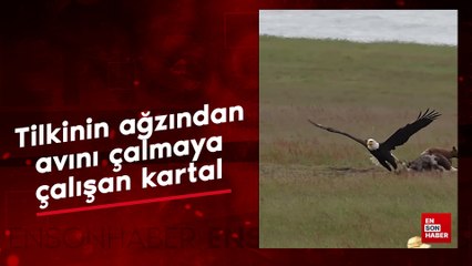 Kartal ile tilkinin av mücadelesi