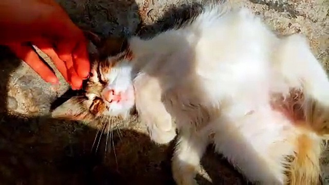 I petted cute fluffy cats.  Kittens drink milk #kittenmilk #catvideos #kitten