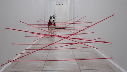 My Huskies Attempt Impossible Laser Maze!