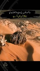 Viral in Pakistan Media - _resurretionplant _urdu _viralreels(HD)