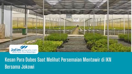 Kesan Para Dubes Saat Melihat Persemaian Mentawir di IKN Bersama Jokowi