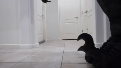 Husky Pranked By Dinosaur! FUNNY Dogs