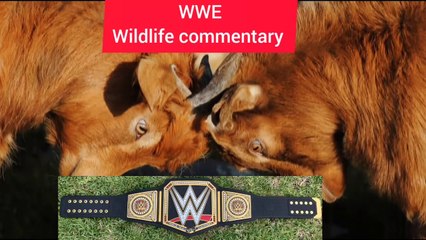 WWE Funny Animal Voiceovers| Don't try this at home