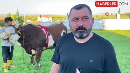 960 kilogramlık "Şampiyon" isimli boğa 230 bin liradan satışa çıktı