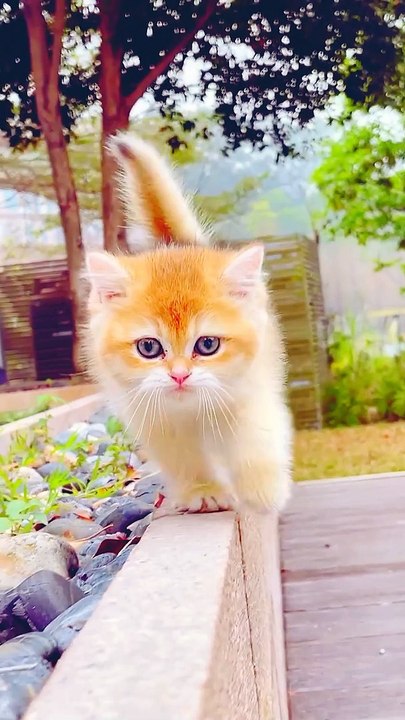 tiger cat