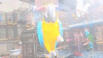 Exotic parrot macaw. cockatoo amazon parrot saddar|parrots|abdulakorejo