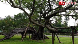 成大榕園有老樹「腹裂腸爆」還能活下來 展現堅韌生命力