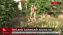 Taylan sarımsağı Adana topraklarında