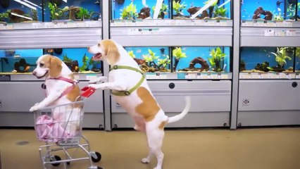Dogs Epic Shopping Cart Voyage Funny Dogs