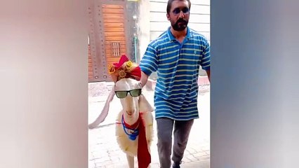 Most Funny Moments Of Qurbani Animals   Eid UL Adha 2024