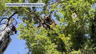 Bear survives hard fall from tree after being tranquilized in Utah