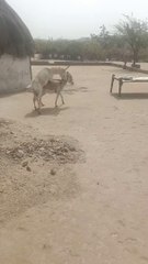 donkey meeting top video