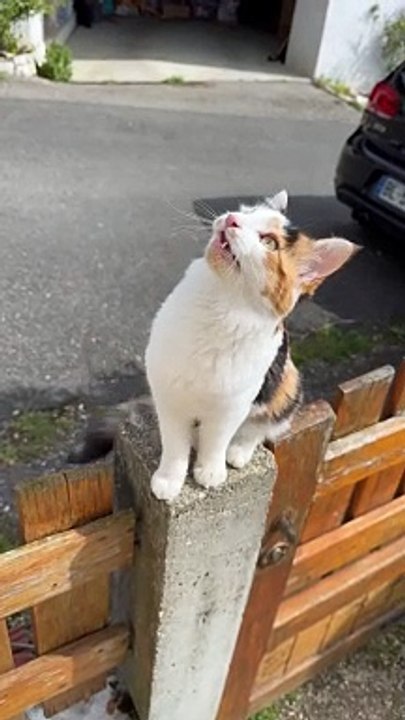 chat drole