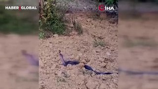 Adana'da dans eden yılanları bu halde gören çiftçi çalışmasını durdurdu