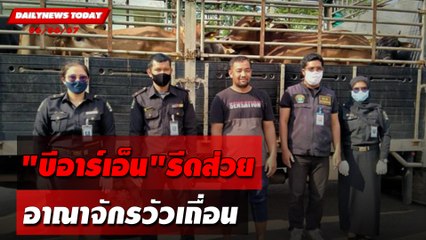 "บีอาร์เอ็น"รีดส่วย อาณาจักรวัวเถื่อน | DAILYNEWSTODAY 06/06/67