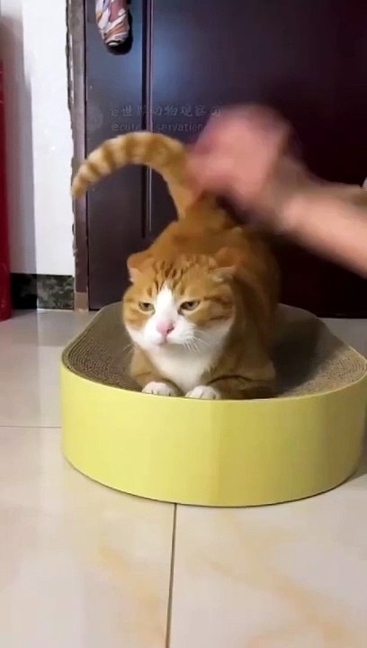 Hilarious Animal Antics: Laugh Out Loud with These Funny Creatures!