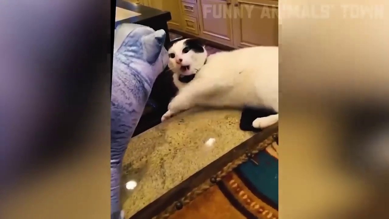 Funniest Cats and Dogs  _ Funny Animal Videos _35(720P_HD)