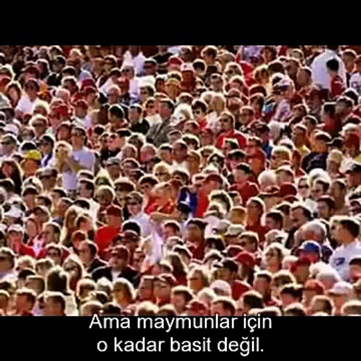 Maymunlar