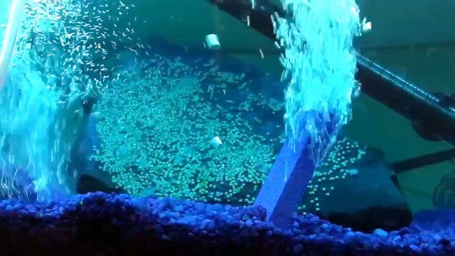 Celal Şengör - Tesadüf