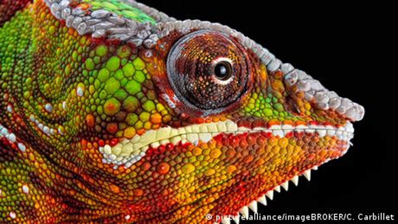 Wie können Chamäleons ihre Farbe wechseln?