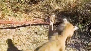 Rattlesnake and bobcat face off in desert battle