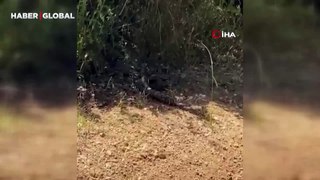 Çanakkale'de yılanların çiftleşme dansı kameraya yakalandı