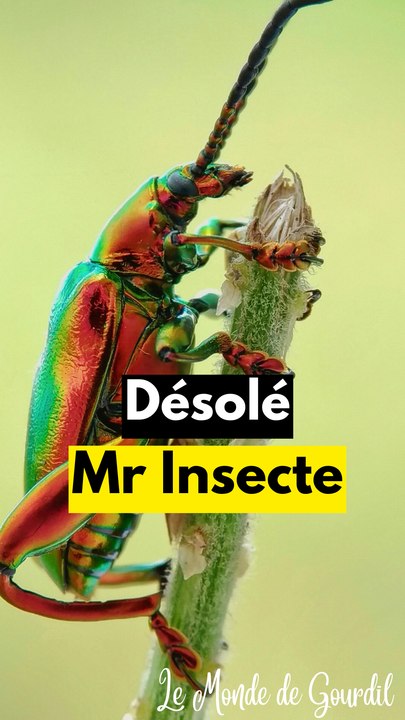 Désolé mon ami l'insecte
