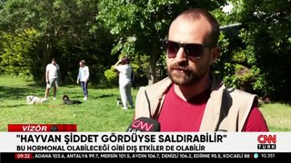 Saldırgan köpek sorunu nasıl çözülecek? Sokaktaki başıboş hayvan sayısı artıyor