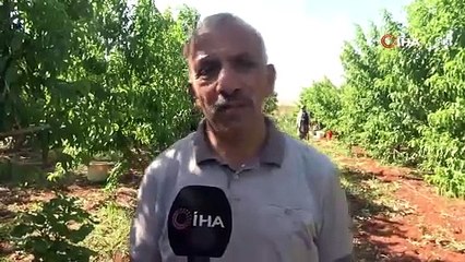Afrika sıcağı altında zorlu hasat başladı: Tarlada 8 TL'den satılıyor