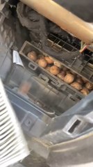 Man Discovers Pecans Hidden Inside Car