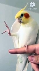 It's funny entertainment channel for all age