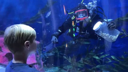 Salon de la Plongée 2024 /  Dans le masque de Nathalie - à l'Aquarium du Québec