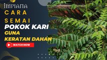 Cara Semai POKOK KARI Guna Keratan Dahan