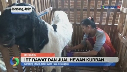 Ibur Rumah Tangga Rawat dan Jual Hewan Kurban