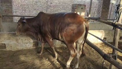 ##qurbani ka janwar##faryoupage