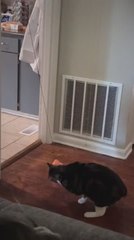 Cat Plays With Fish Toy