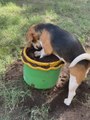 Beagle Dog Excitedly Digs Soil From Pot