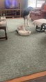 Chihuahua Tries to Play with Big Dog and Cat
