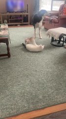 Chihuahua Tries to Play with Big Dog and Cat