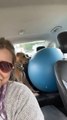 American Staffordshire Dog Attacks Stability Ball